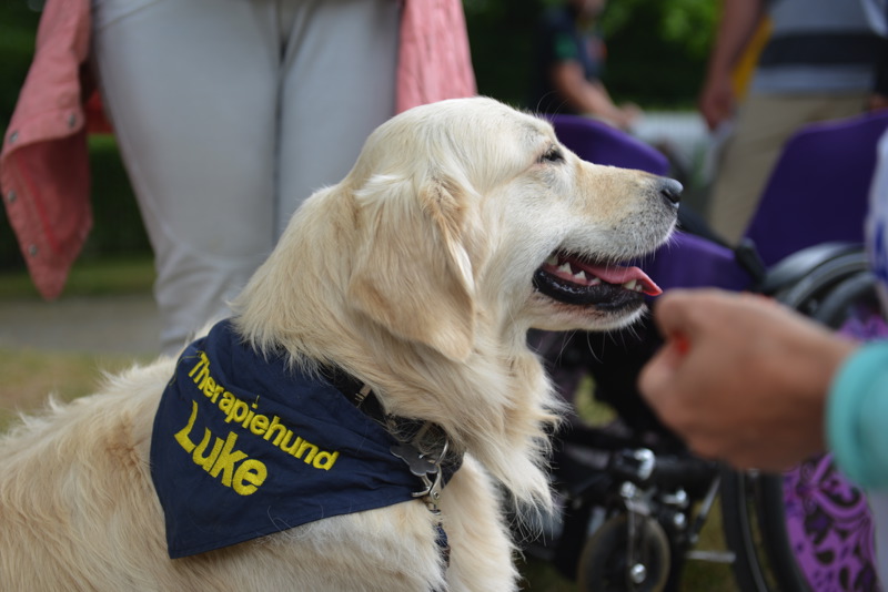Golden Retriever Therapiehund mit Halstuch, das den Namen Luke trägt.
